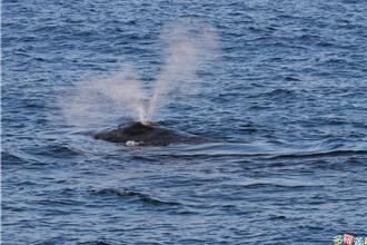 罕見大翅鯨母子現身東海岸 科研團隊出海紀錄生態奇觀