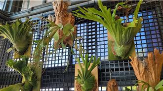 來南投當一日農夫 埔里「春田祭」4／3登場體驗農特產DIY