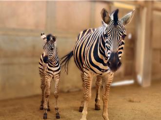 六福莊斑馬寶寶報到！號召粉絲命名 公開亮相時間曝