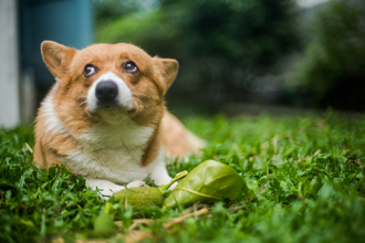 柯基打架輸了「哭1小時氣絕」！一票飼主爆共鳴：要安慰牠