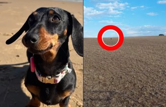 臘腸狗澳洲荒野走失500天　救援義工：牠活得很開心