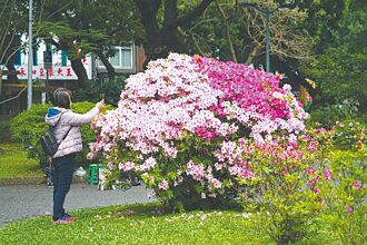 台北滿春意 杜鵑花季倒數1周