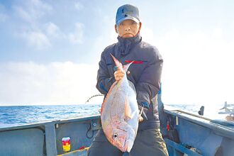 苗栗 海釣旺季 龍鳳漁港釣獲20斤紅甘