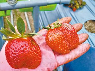 埔里草莓農災救助 每公頃10.2萬