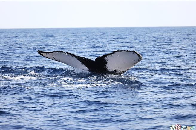 赏鲸船目击大翅鲸跃出海面击浪。（多罗满赏鲸船提供／萧嘉蕙台东传真）