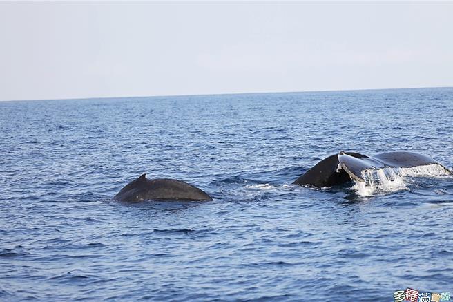 赏鲸船目击大翅鲸跃出海面击浪。（多罗满赏鲸船提供／萧嘉蕙台东传真）