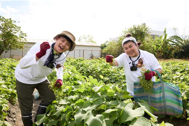 許富凱（左）、林美秀在龍鬚菜田挑戰任務。（三立提供）