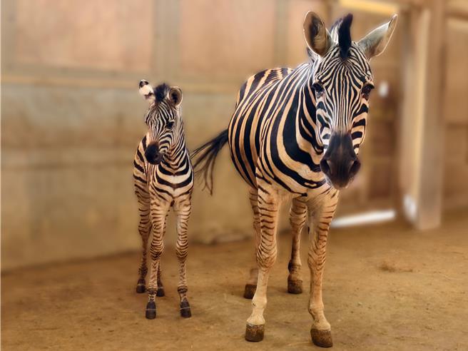 六福莊斑馬家族再添一成員。（圖／六福旅遊集團）