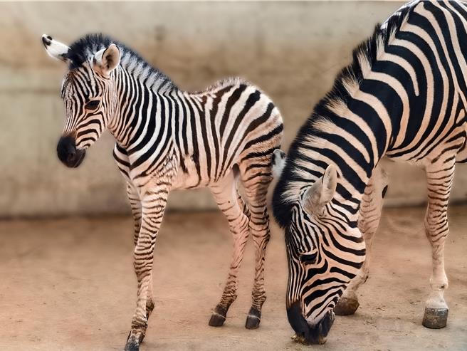 六福莊徵求網友集思廣益為斑馬寶寶取名。（圖／六福旅遊集團）