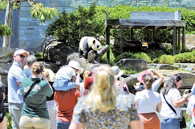 澳洲民眾在當地動物園觀看來自中國的大貓熊。（新華社）