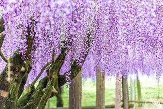 享受春天的紫色浪漫 遊賞台日五大賞紫藤目的地