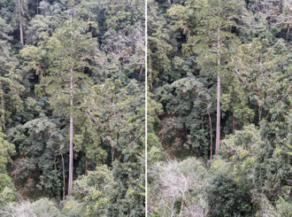 台灣第一高樹！台灣杉巨木「大安溪倚天劍」樹高84公尺