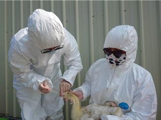 东北季风增强禽流感风险升 防检署吁落实禽场防疫