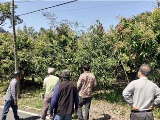 高雄茂林土芒果遭低温重创 每公顷补助8万 今开放申请