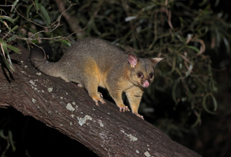 蟒蛇高空突襲袋貂！雙雙重摔墜地 結局超展開