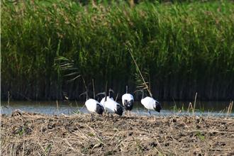林業保育署獵殺埃及聖䴉出奇招 假鳥太真！頻遭民眾通報