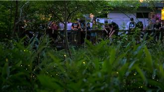 台北螢火蟲季4月登場 「這一周」是賞螢高峰期