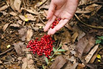 误食有毒「相思豆」　19岁陆男出现头晕、呕吐险丧命！