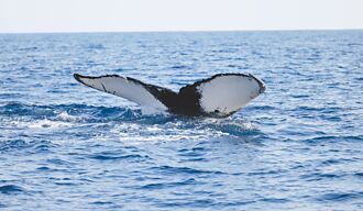 花蓮 大翅鯨母子現身 志工急追蹤