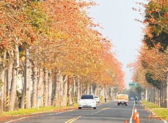 雲林最美木棉花道 「火紅」2公里