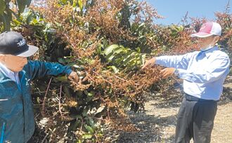 寒流凍壞芒果花 桃源果農崩潰