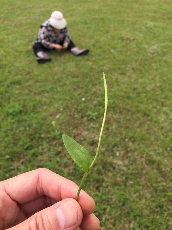 「一叶草」又被封为草王。（图／翻摄自北市政府观光传播局网站）
