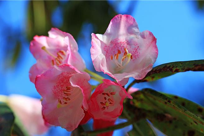 大雪山国家森林游乐区玉山杜鹃盛开。 （林业及自然保育署台中分署提供／宝智华台中传真）