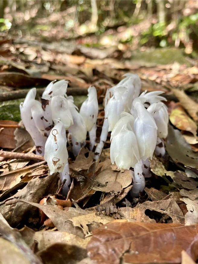 大雪山国家森林游乐区宛如童话精灵般的水晶兰。（林业及自然保育署台中分署提供／宝智华台中传真）