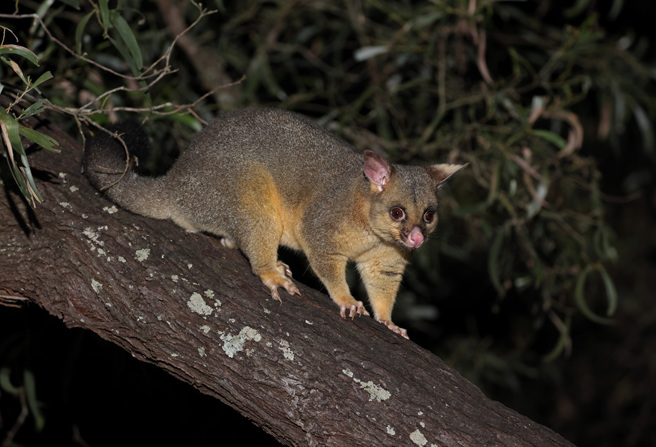 澳洲一名女子目睹蟒蛇和袋貂的激战瞬间，两者双双坠地后，竟能平安无事地离开现场。（示意图：Shutterstock／达志）