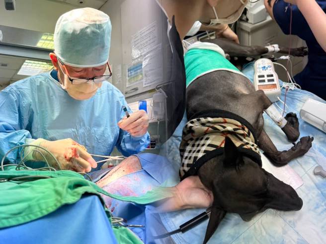 犬隻脾臟腫瘤破裂，獸醫劉懿澍曝壽命剩3個月至半年。（獸醫師劉懿澍提供）