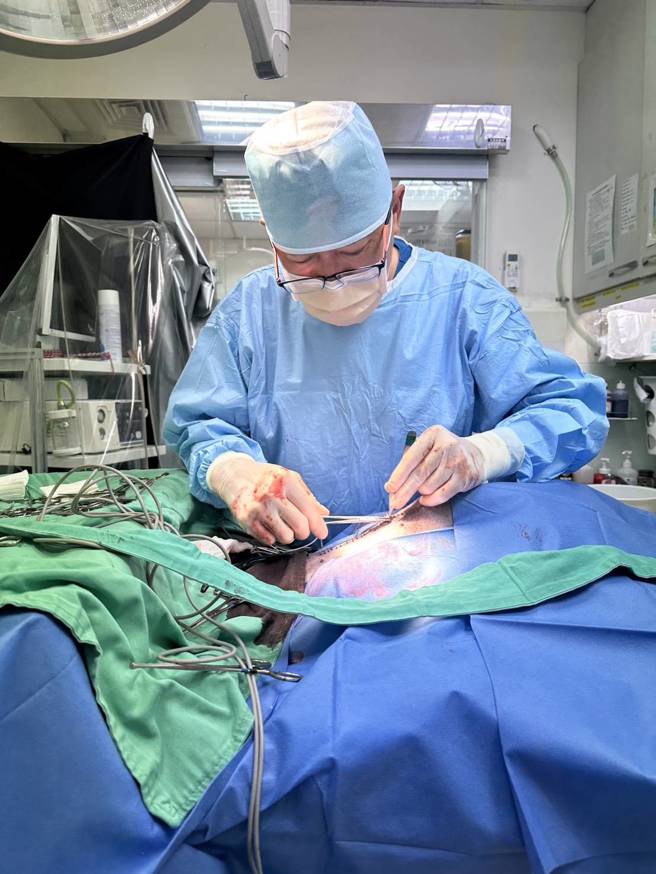 犬隻脾臟破裂需緊急安排輸血及手術。（獸醫師劉懿澍提供）