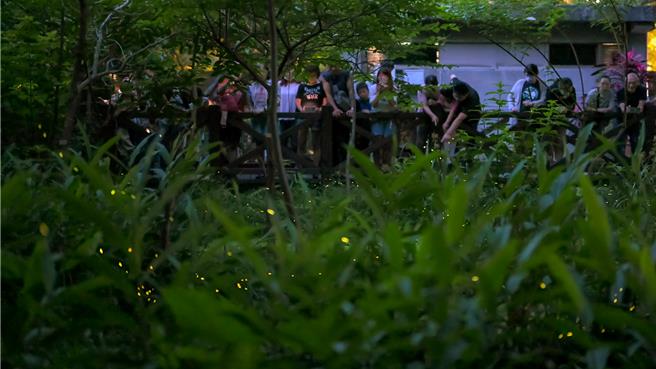 台北市萤火虫季4月登场，预计于4月14日出现萤火虫高峰。（北市公园处提供）