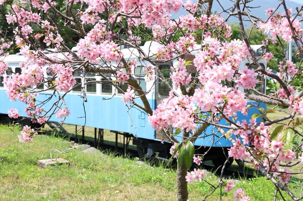 花蓮縣吉安鄉「干城鐵道櫻花公園」，櫻花綻放美麗花容。（吉安鄉公所提供／王志偉花蓮傳真）