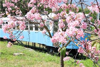 花蓮正美！干城鐵道櫻花公園 粉紅花海接力綻放