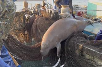 相隔88年再見滅絕物種！「美人魚」儒艮誤入宜蘭漁網