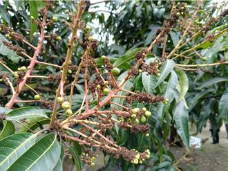 彰化金蜜芒果開花期遇雨 農損達2成 果農叫苦