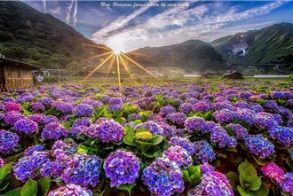 雙北度假飯店推住房賞花專案 門票加專車接駁、特製野餐盒吸客