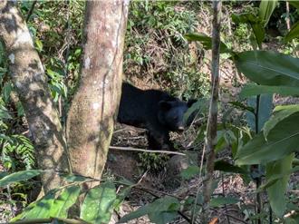 台湾黑熊受困花莲卓溪苦茶园！救援队驰援 母熊送医观察
