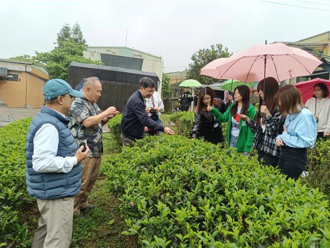 阪南大學師生體驗採茶。（圖／新北市農業局）