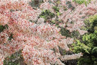 耗時13年打造觀光熱點 嘉義村長用花旗木點綴家鄉