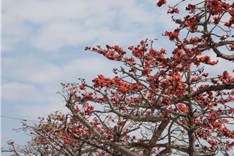 將軍紅蘿蔔遇上木棉爭豔 遊台南賞雙色盛會！
