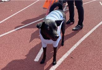 嘉县港墘国小104周年校庆 校犬「黑妞」穿制服大进场