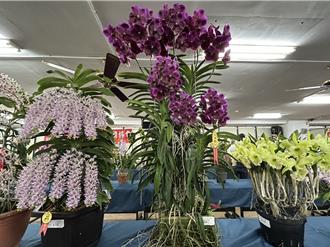 台灣蘭花節3盆蘭花破紀錄 萬代蘭高160公分、9梗90朵花奪冠
