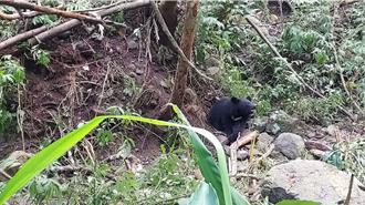 小黑熊受困台中烏石坑陷阱 熱心林農通報順利獲救
