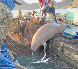 宜蘭 漁民野放儒艮 才驚覺滅絕物種