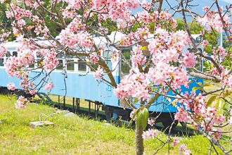 花蓮 干城鐵道櫻花公園 現粉紅花海