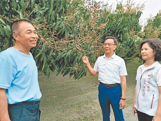 花期遇雨 彰化金蜜芒果損失2成