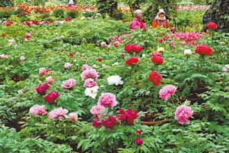 杉林溪2万株牡丹 估清明满开