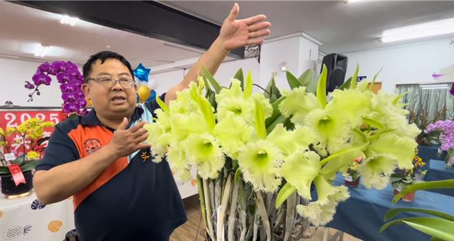 第27屆台灣蘭花節29日登場，當中開逾20朵花環繞一圈的嘉得利亞蘭破參展紀錄。（謝佳潾攝）