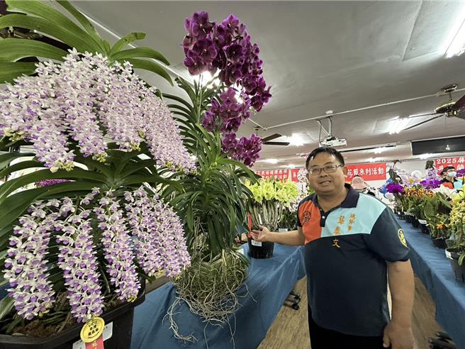 第27屆台灣蘭花節29日登場，今年有3盆蘭花破參展紀錄，分別為高160公分、開出9梗90朵花的全場總冠軍萬代蘭（左二），開出20個花梗的「花狐狸」（左一），以及開逾20朵花環繞一圈的嘉得利亞蘭（左三）。（謝佳潾攝）
